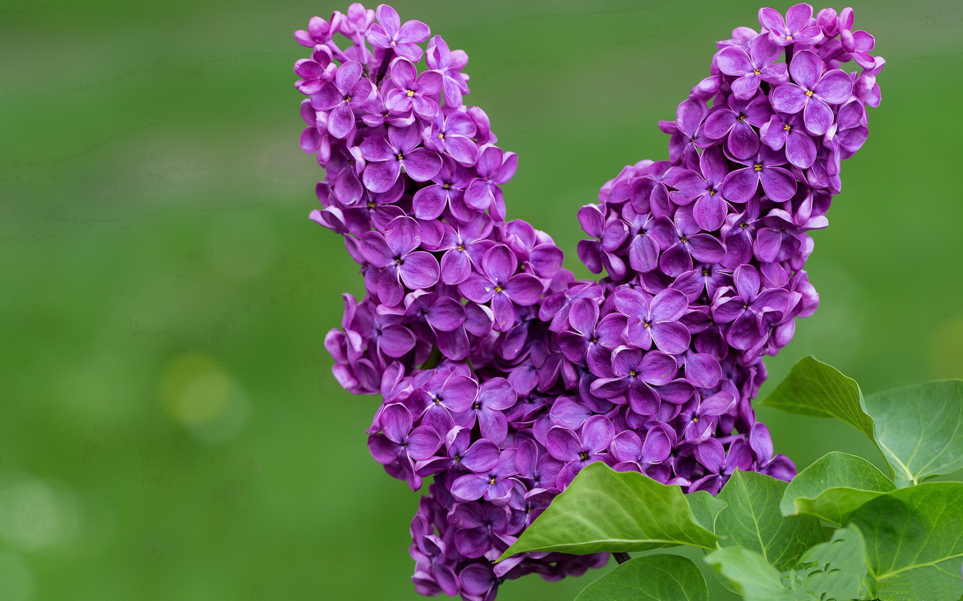 _球迷狂欢节:现场互动、签名会热情高涨_,球迷的疯狂举动