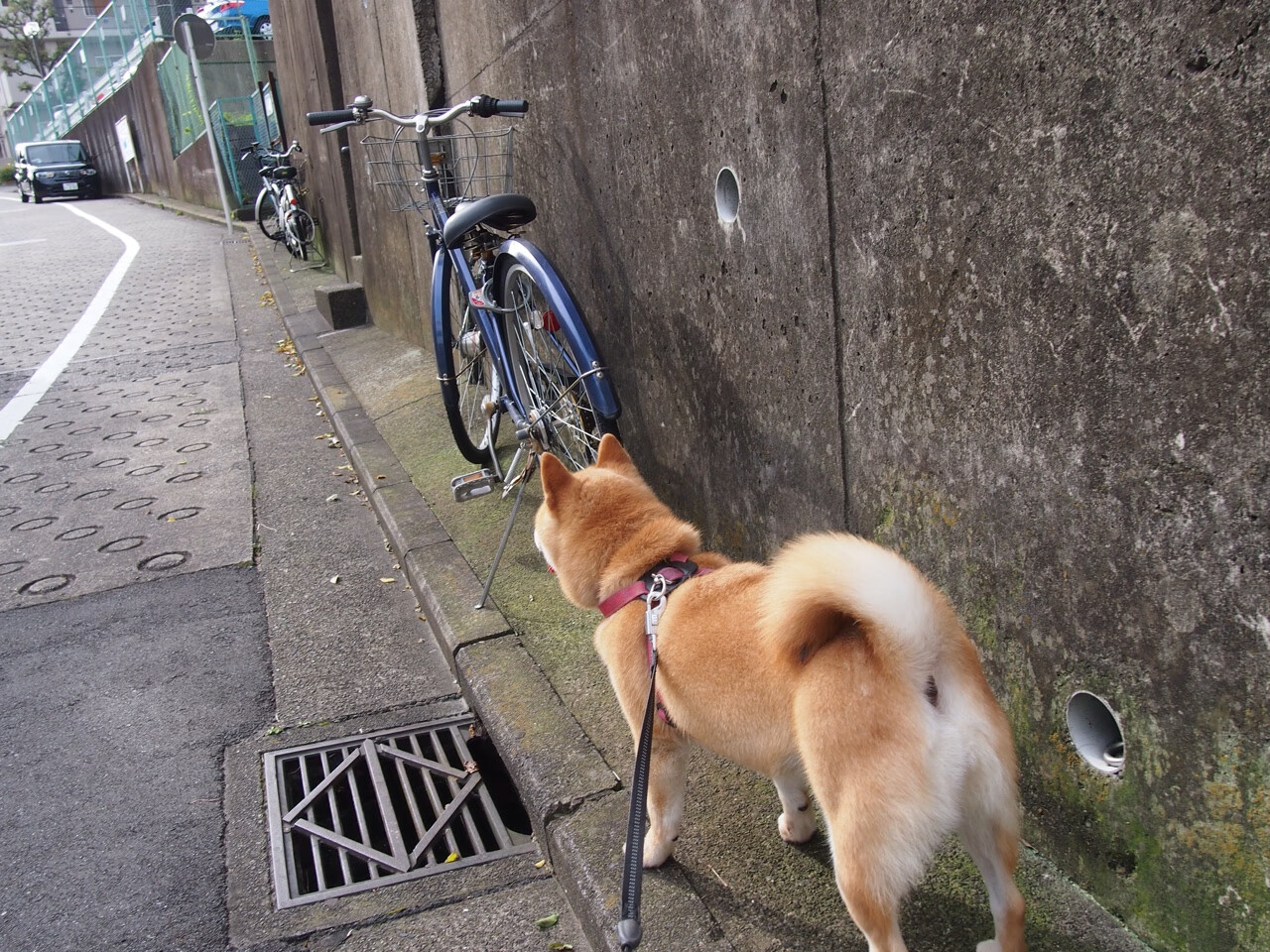 史上最惊艳的突破:斯托亚科维奇在对阵雷霆的比赛中篮下强攻得分!